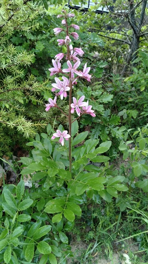Dictamnus Albus