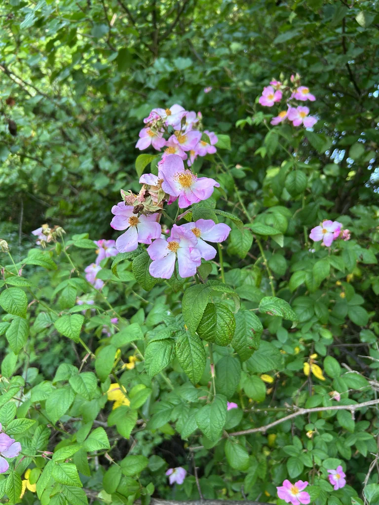 Rosa Setigera