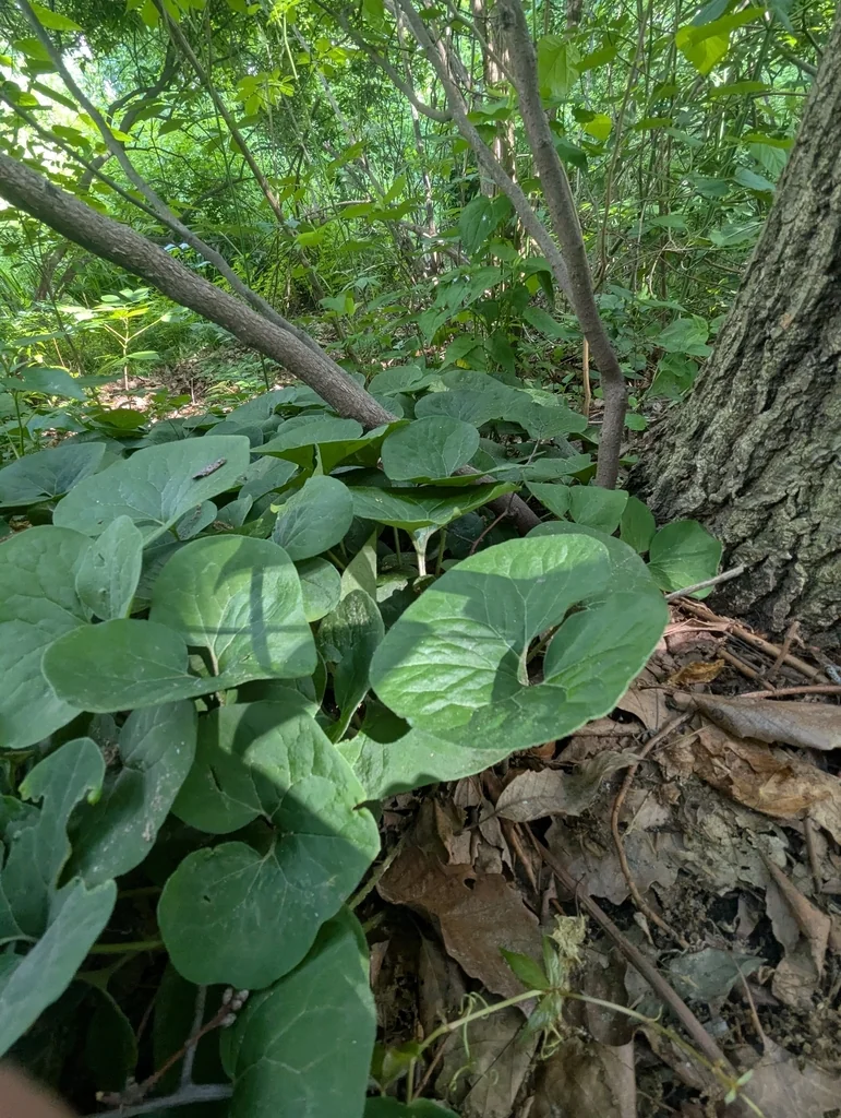 Asarum Canadense