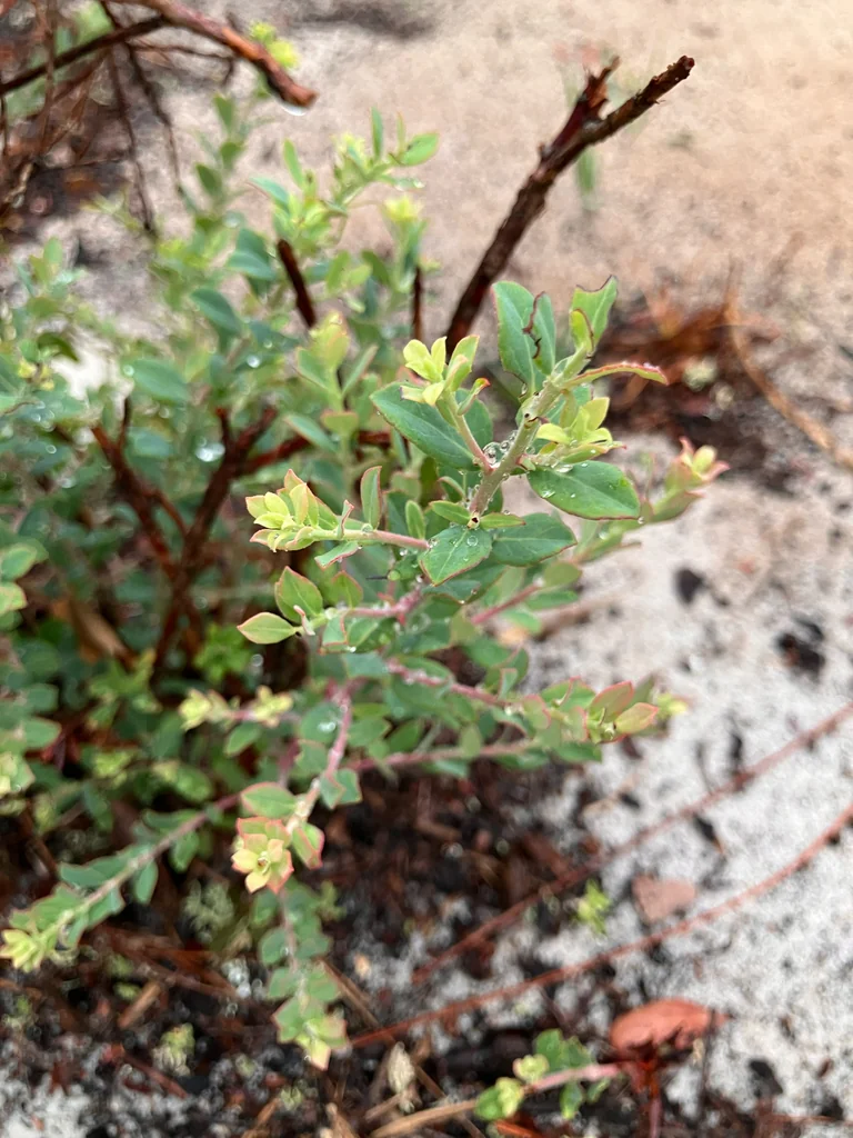 Vaccinium Darrowii