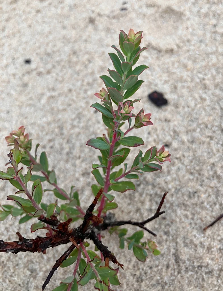 Vaccinium Darrowii