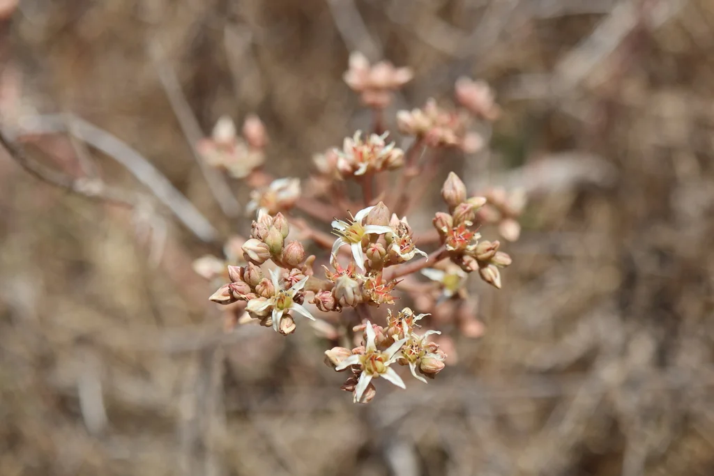 Dudleya Edulis