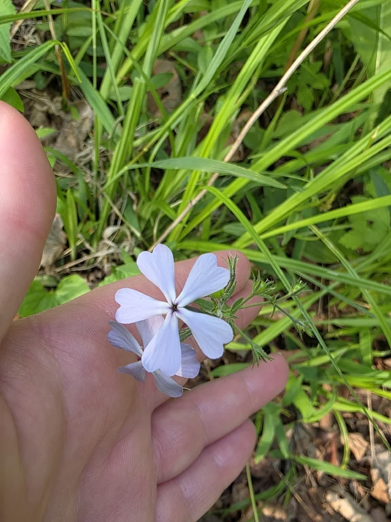 Phlox Divaricata