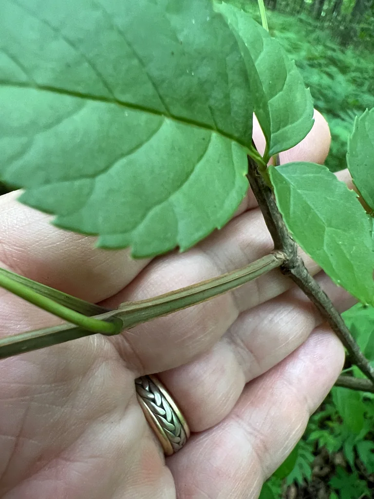 Fraxinus Quadrangulata