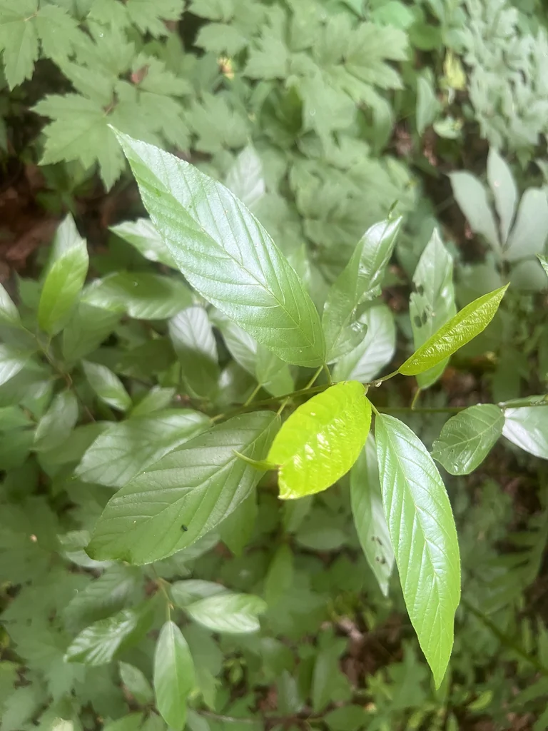 Rhamnus Caroliniana