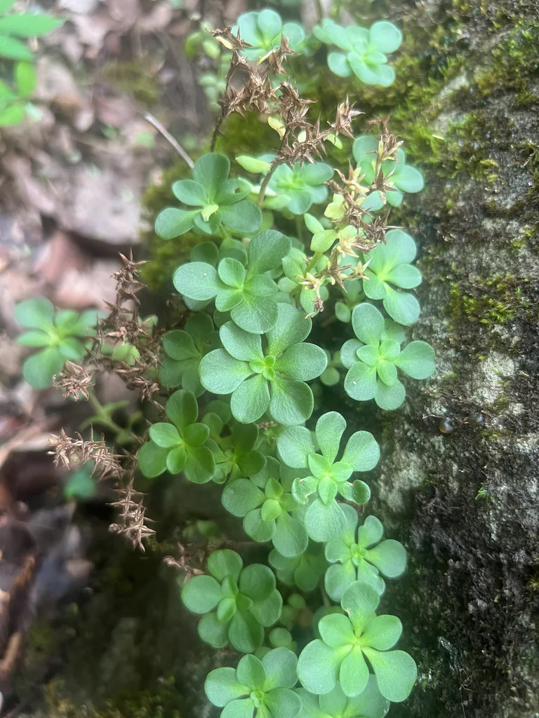 Sedum Ternatum