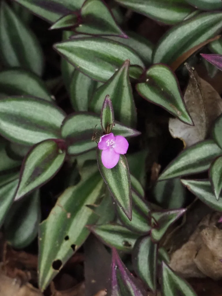 Tradescantia Zebrina