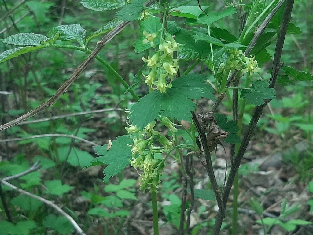 Ribes Americanum