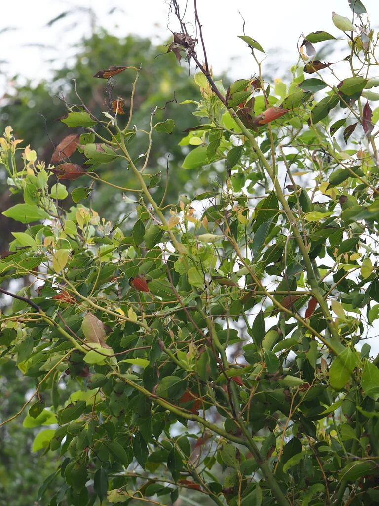 Cinnamomum Camphora
