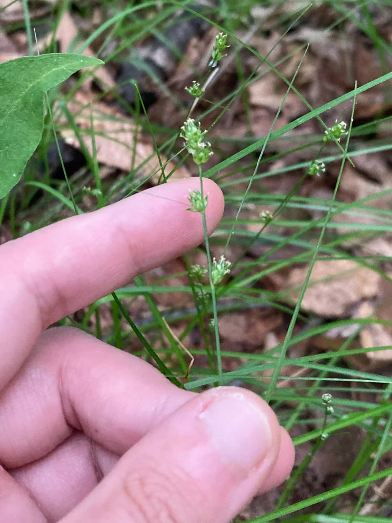 Carex Rosea