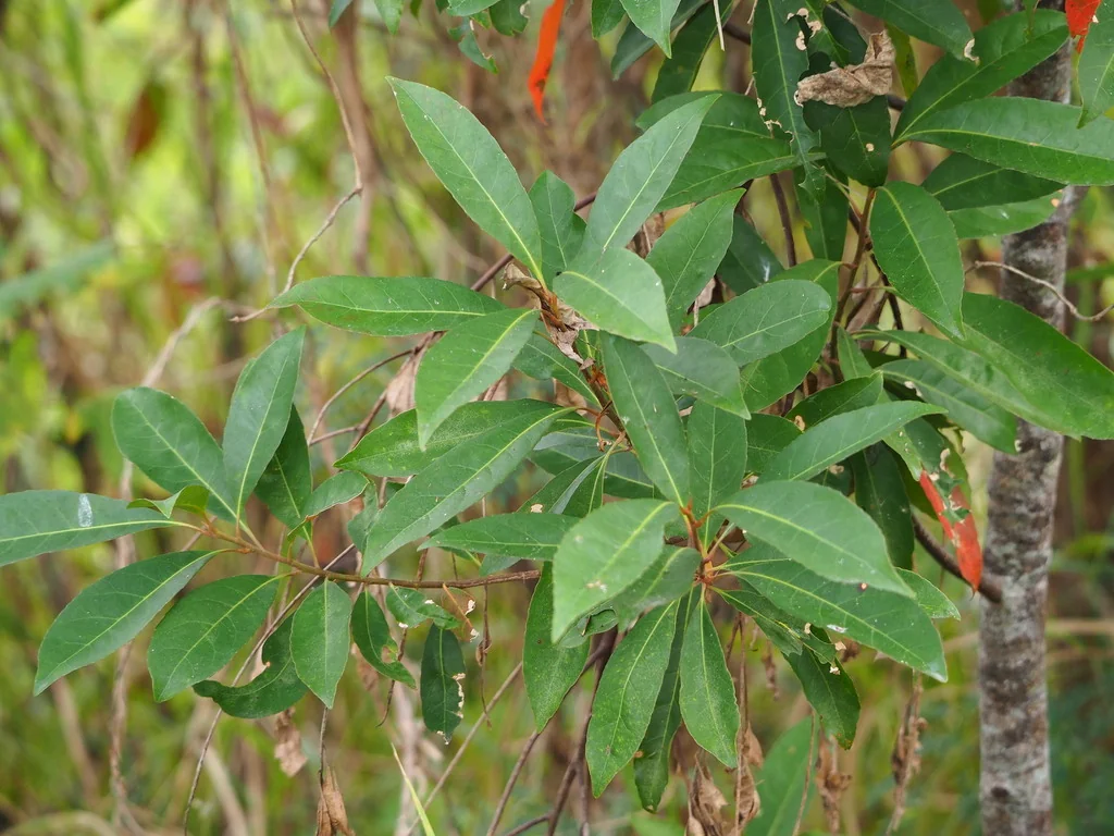 Elaeocarpus Decipiens