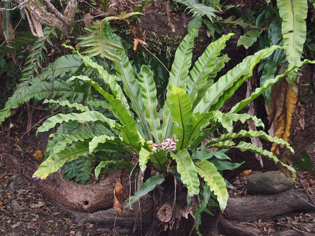 Asplenium Nidus