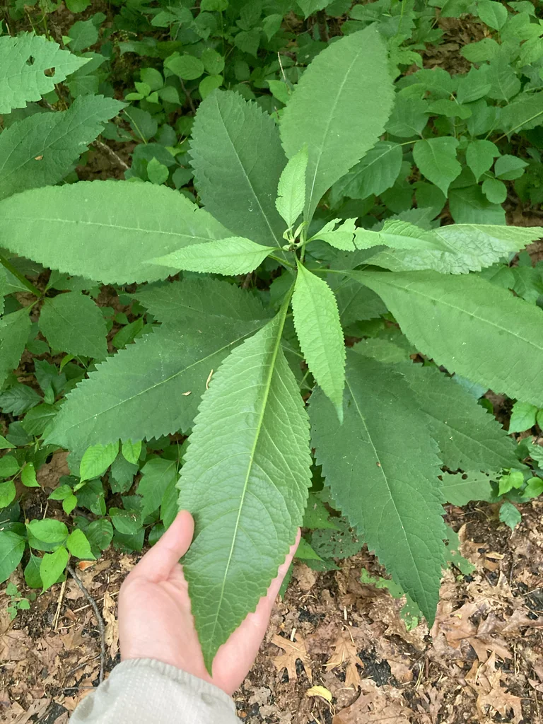 Eupatorium Purpureum