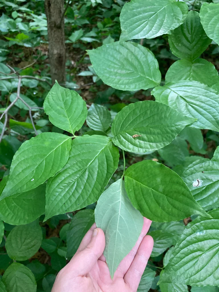 Cornus Florida