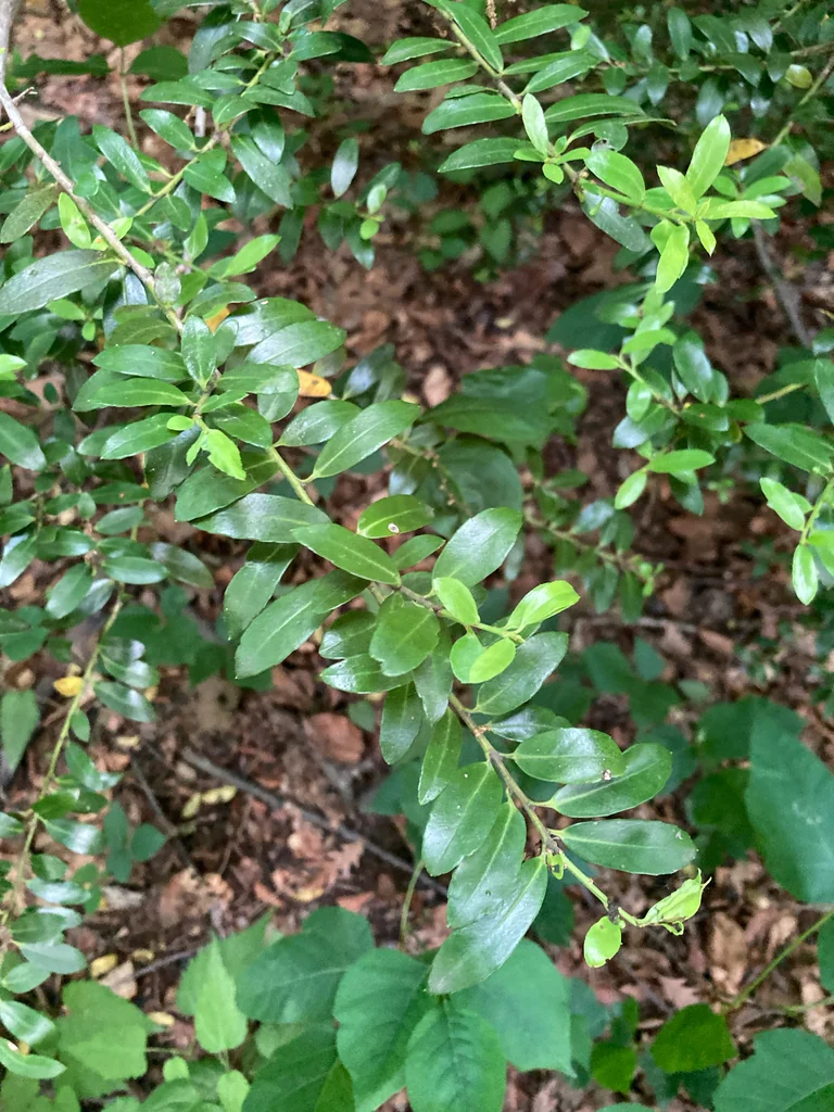 Ilex crenata
