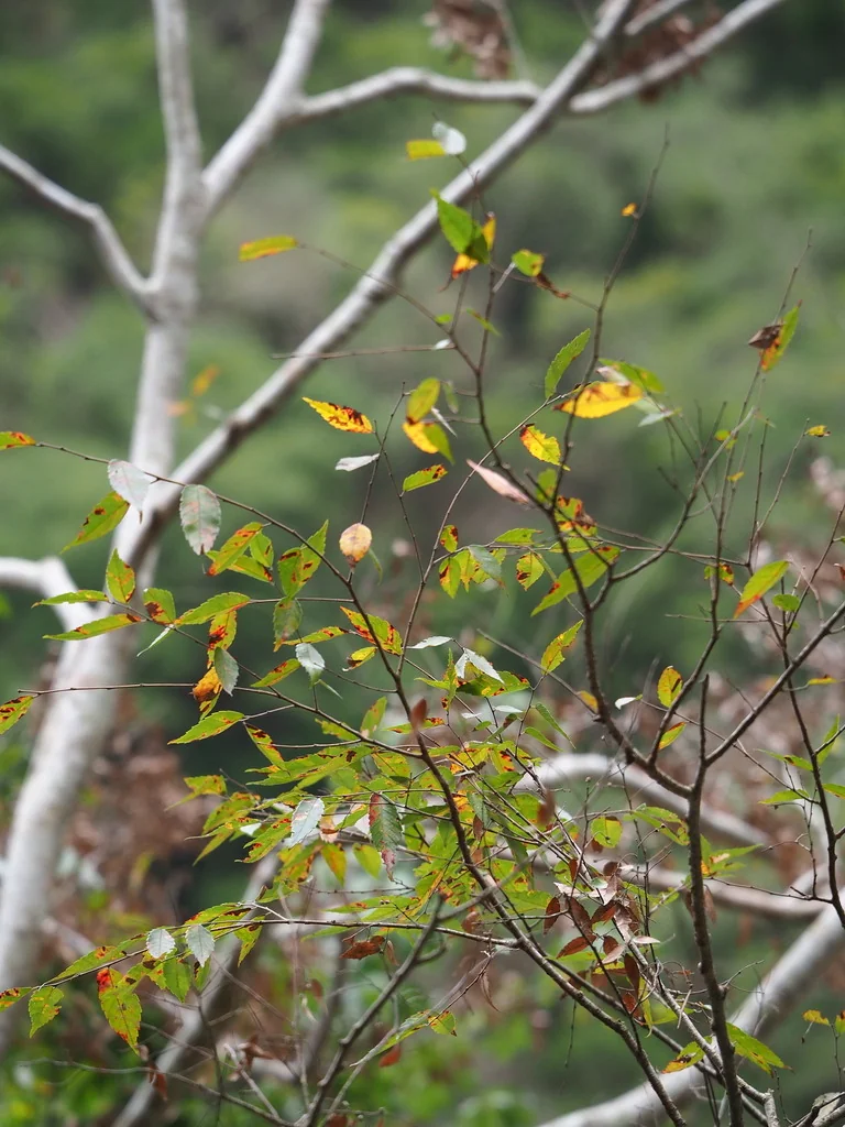 Zelkova Serrata