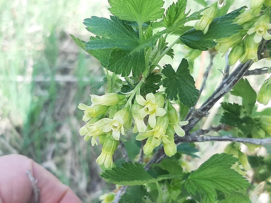 Ribes Americanum