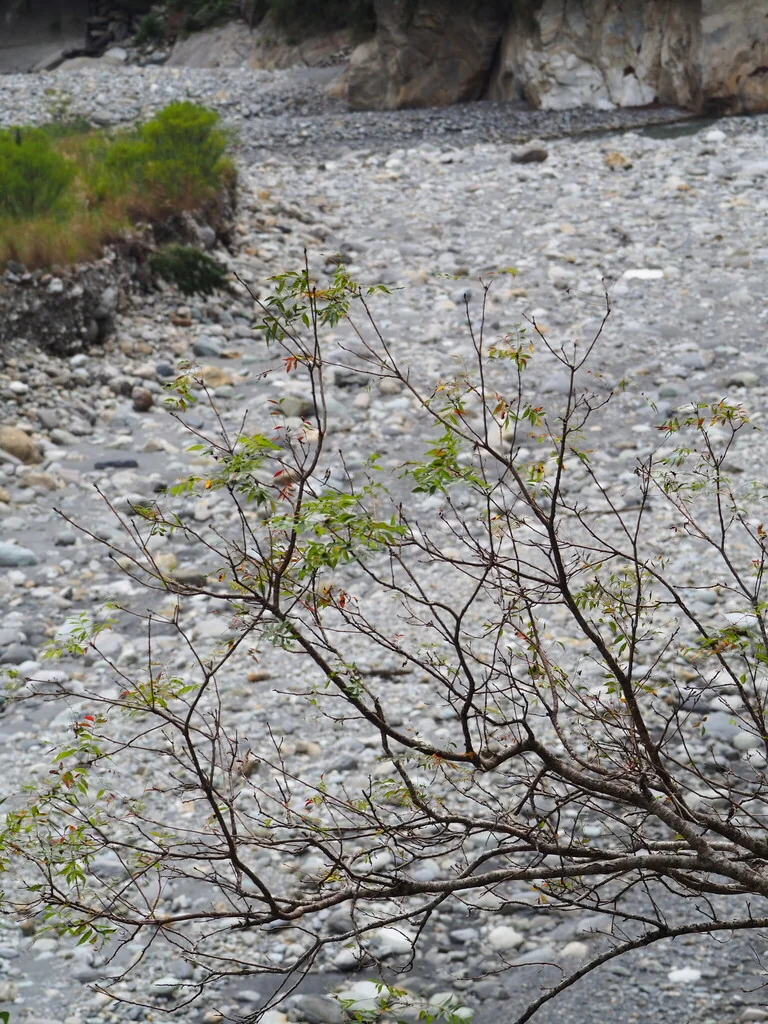 Pistacia Chinensis