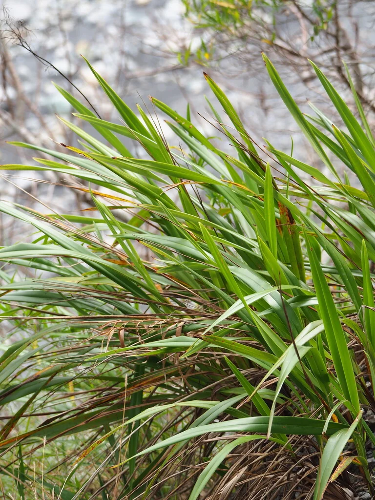 Dianella Ensifolia