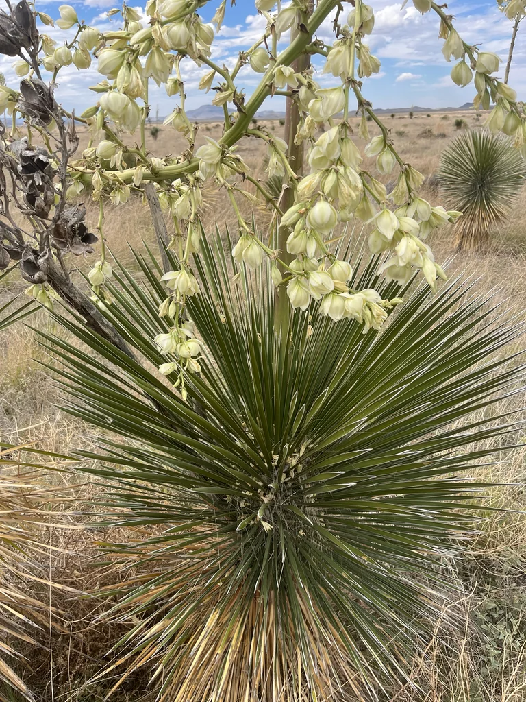 Yucca Elata