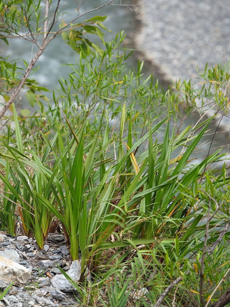 Dianella Ensifolia