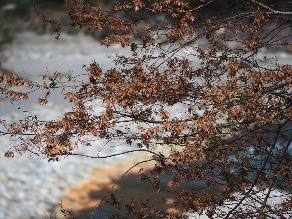 Zelkova Serrata