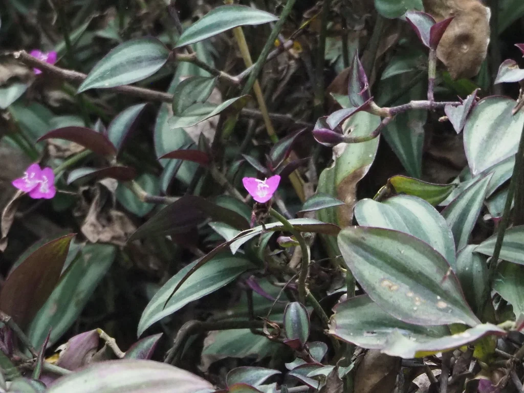 Tradescantia Zebrina