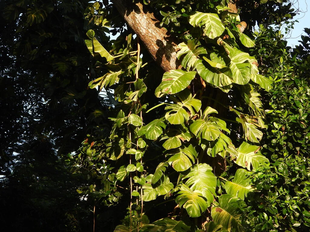 Epipremnum aureum