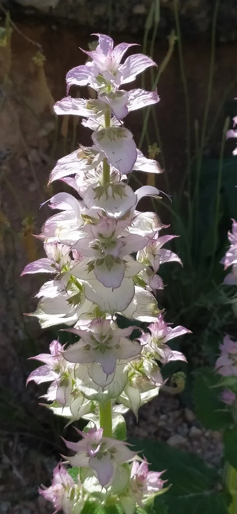 Salvia Sclarea