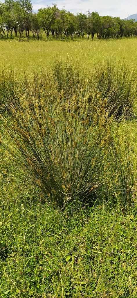 Juncus inflexus