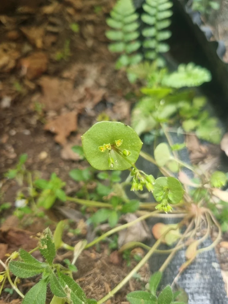 Claytonia Perfoliata
