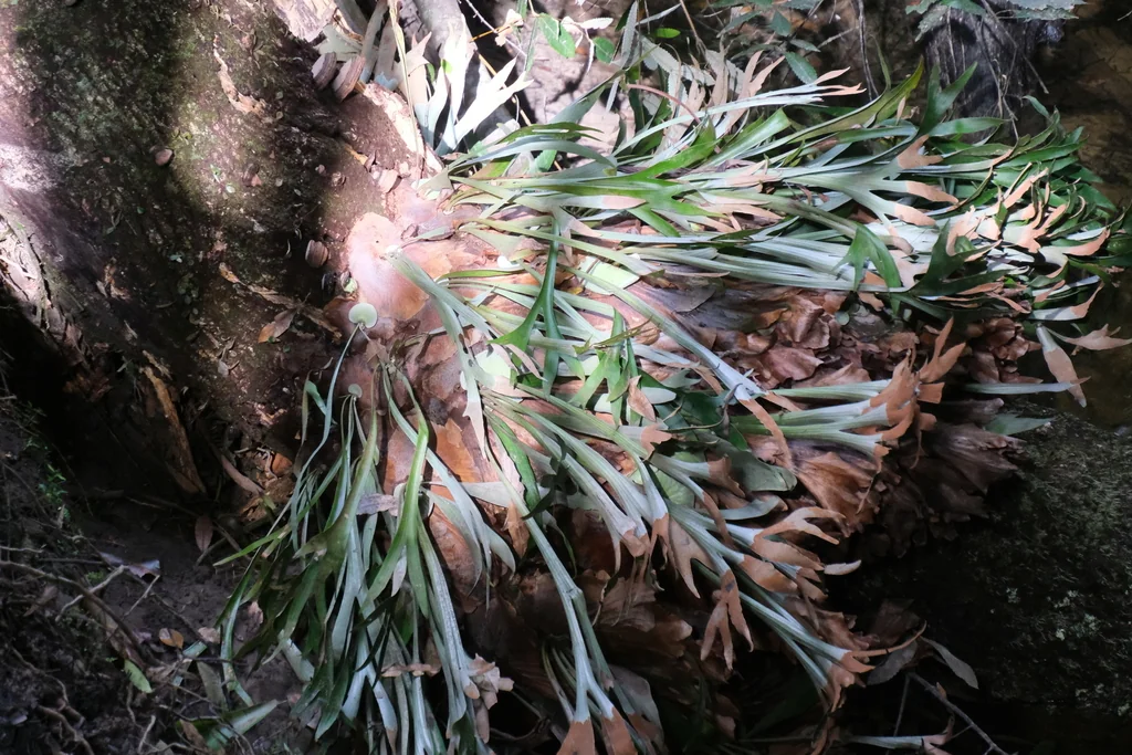 Platycerium bifurcatum