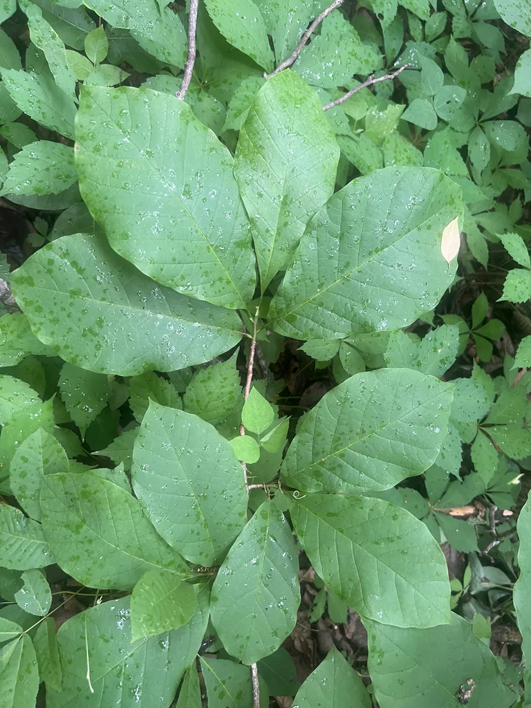 Magnolia Acuminata