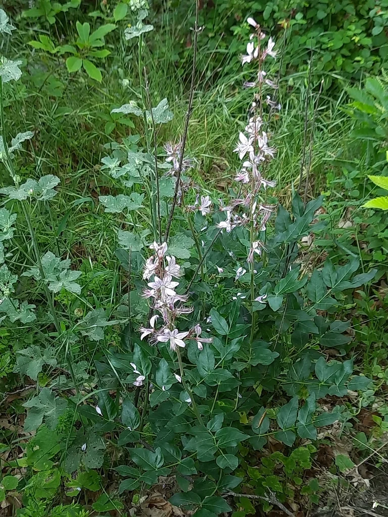 Dictamnus Albus