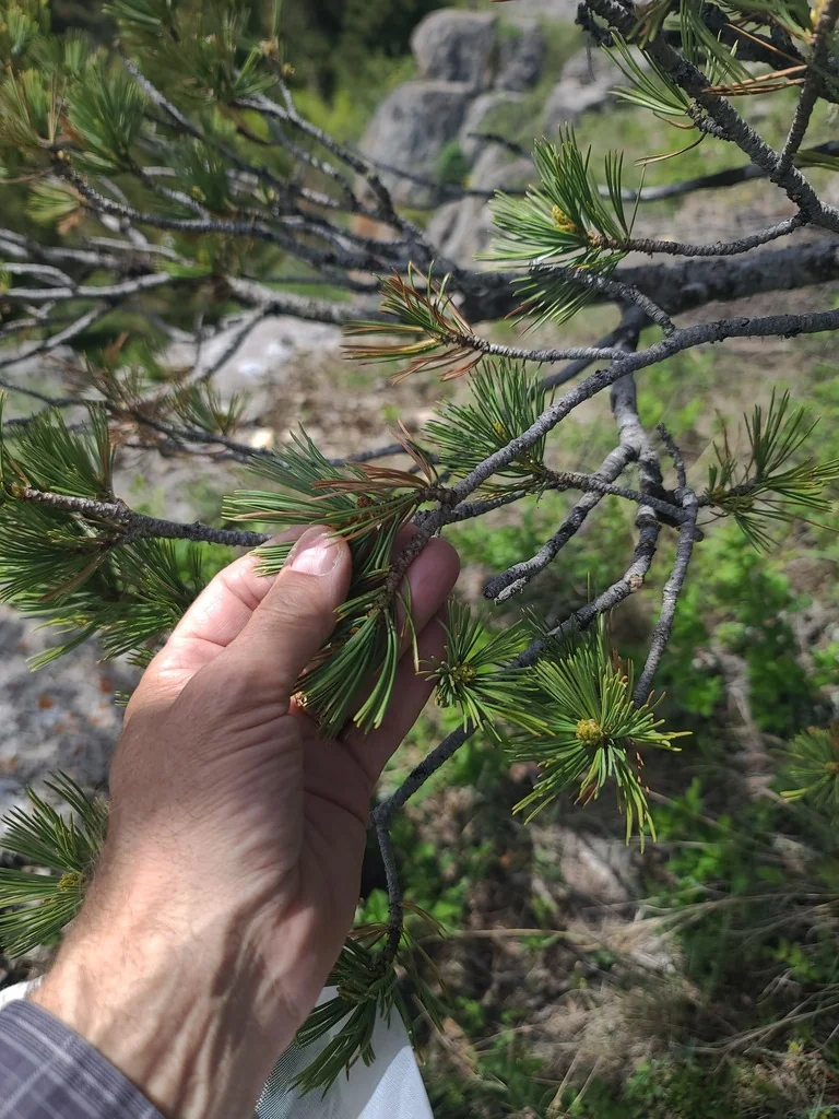 Pinus Flexilis