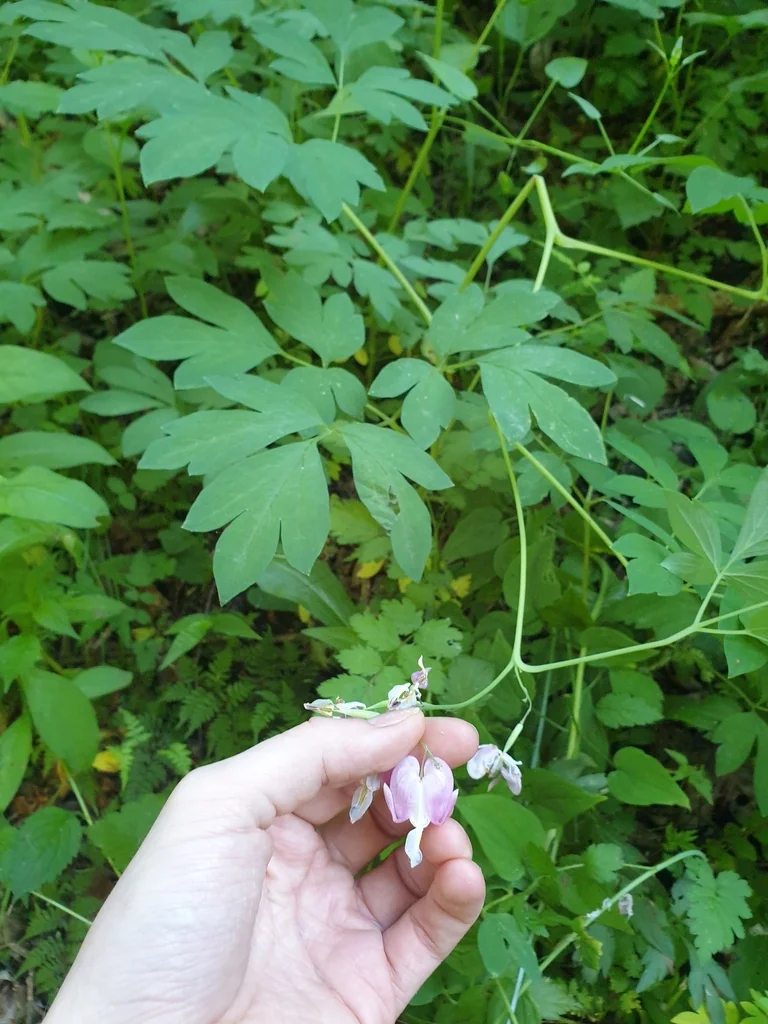 Dicentra spectabilis