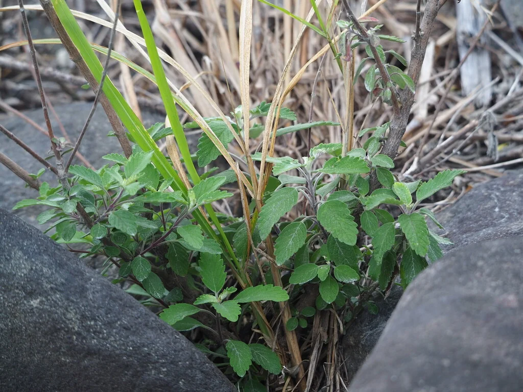 Caryopteris incana