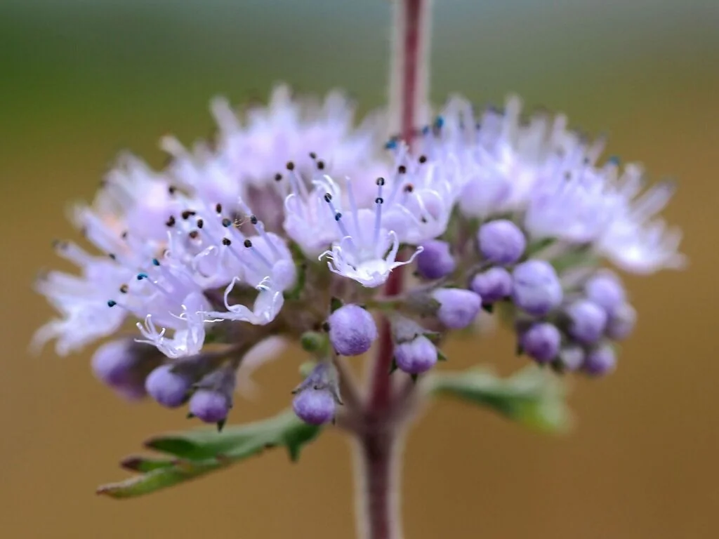 Caryopteris incana