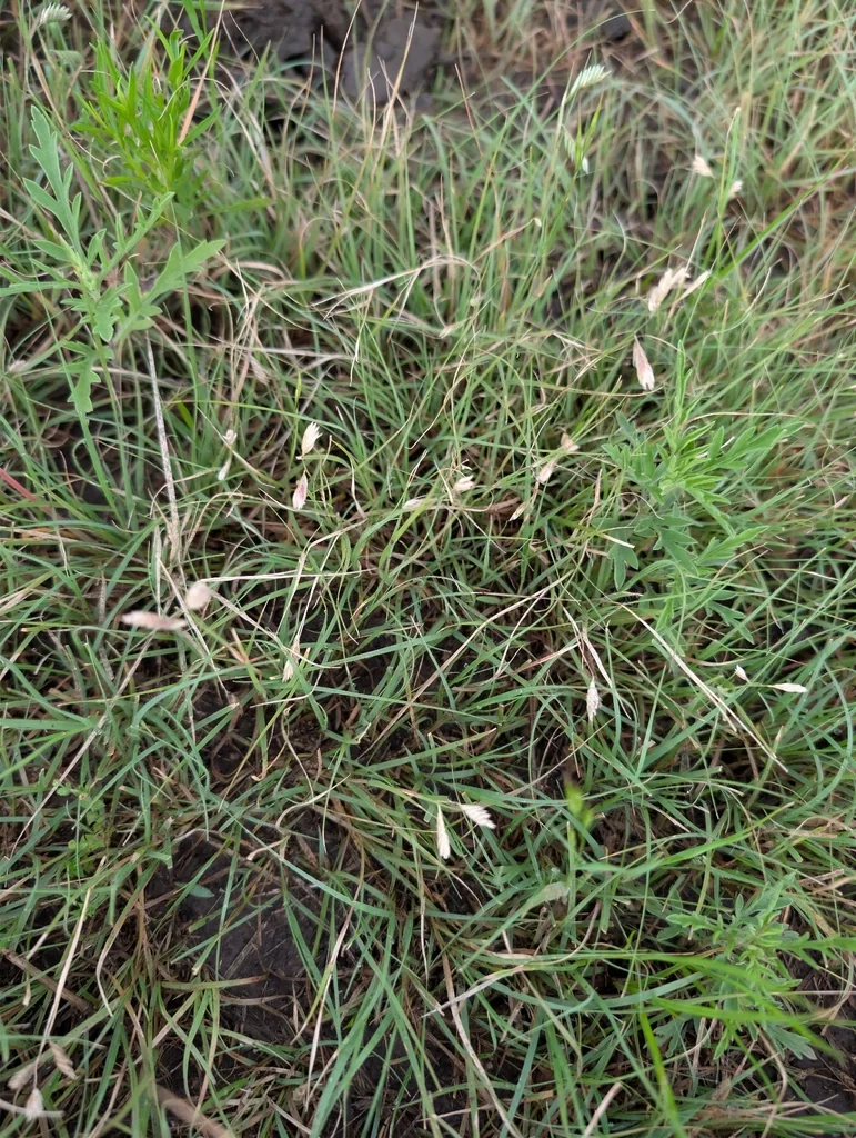 Buchloe Dactyloides