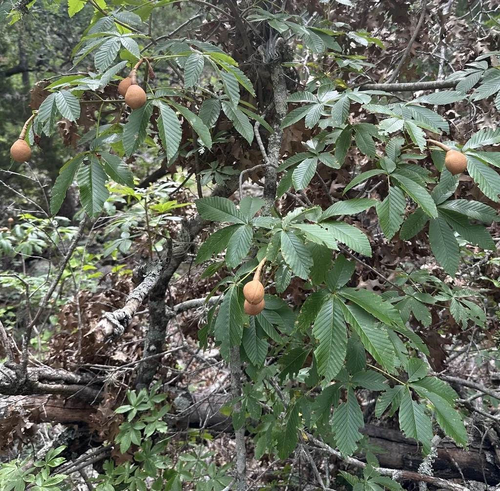 Aesculus Pavia