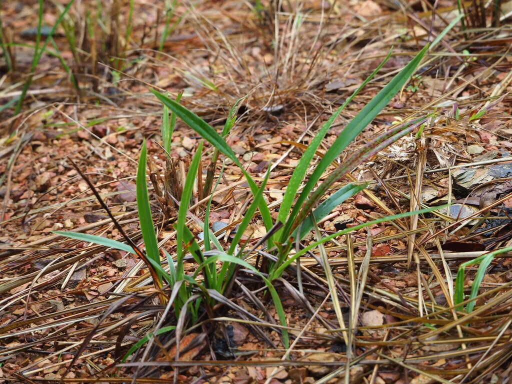 Dianella Ensifolia