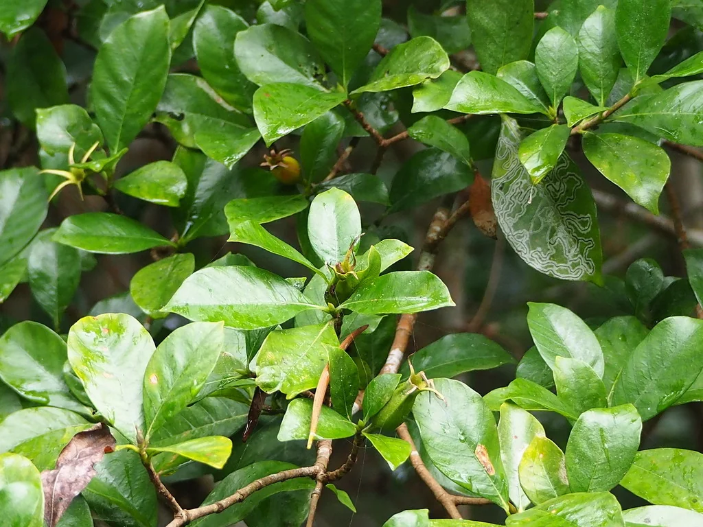 Gardenia Jasminoides