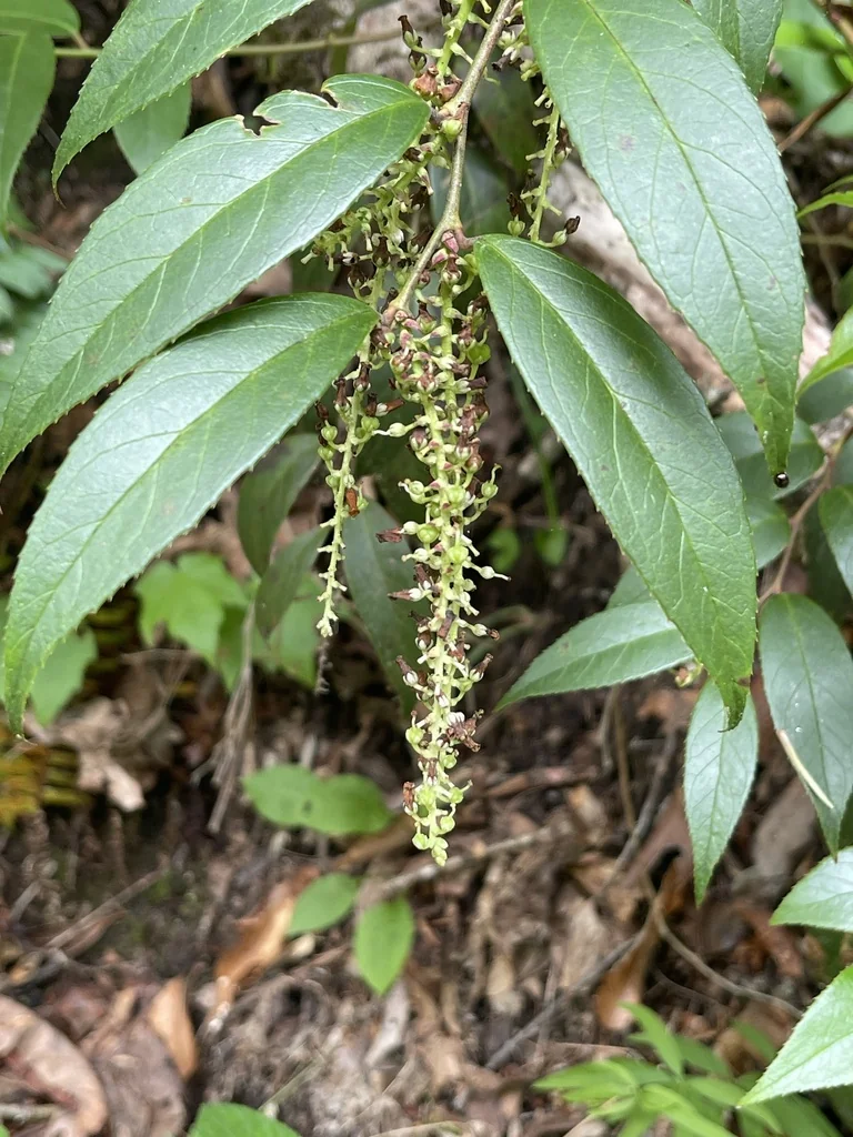 Leucothoe Fontanesiana