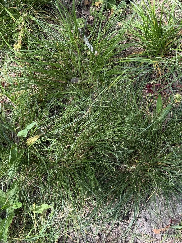 Carex Divulsa