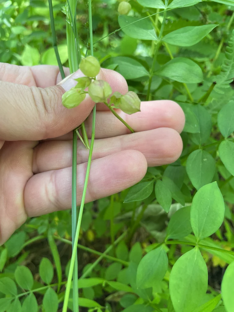 Polemonium Reptans