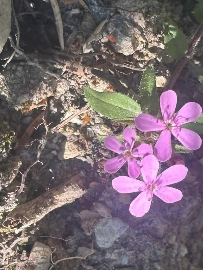 Saponaria Ocymoides
