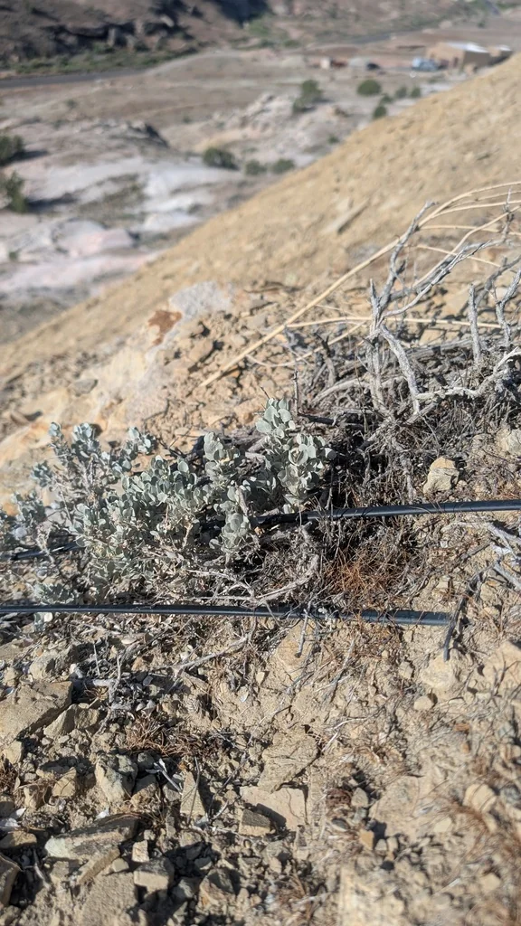 Atriplex Confertifolia