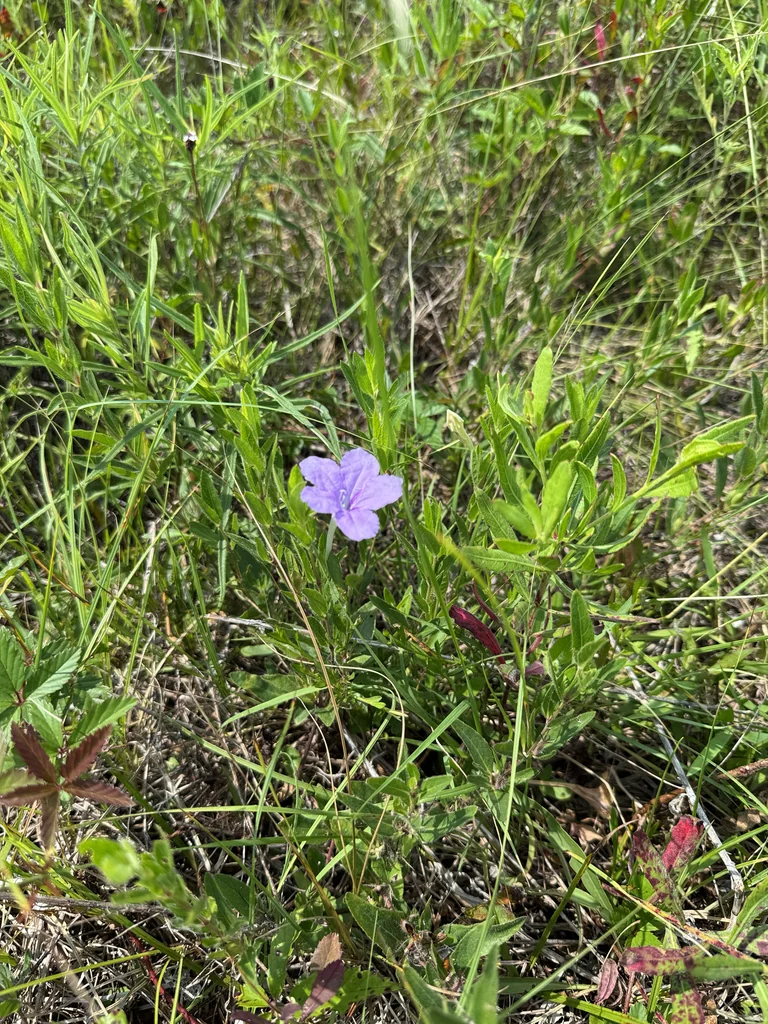 Ruellia Humilis