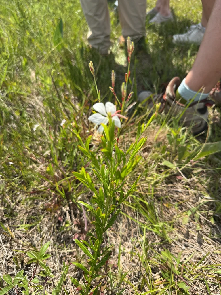 Oenothera lindheimeri