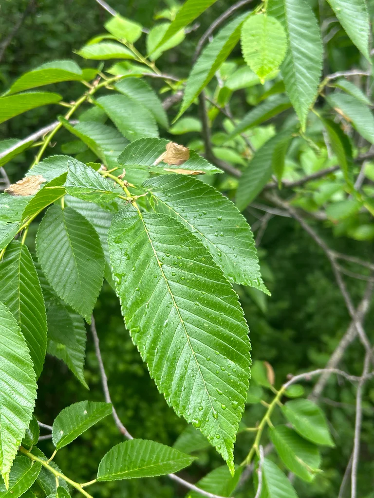 Ulmus Rubra